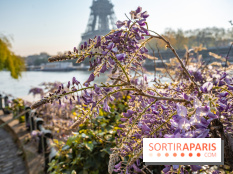 Où voir des glycines en fleurs à Paris