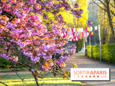 Hanami au Parc de Sceaux 2022, la fête des cerisiers en fleurs