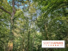 Les Nuits des Forêts 2023 en Seine-Saint-Denis (93) : Le programme