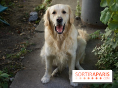 Les parcs, squares et jardins où promener son chien à Paris, avec ou sans laisse 