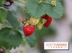 Les cueillettes de fruits, légumes et fleurs autour de Paris