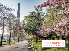 Visuel Paris Tour Eiffel cerisiers en fleurs