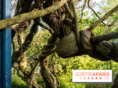 Arboretum de la Vallée-aux-Loups, une balade au milieu des arbres remarquables