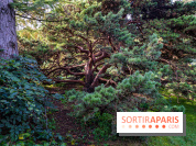 Le Jardin Alpin caché du Jardin des Plantes