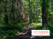 Visuel forêt