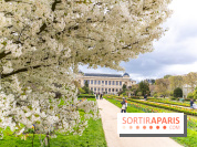 Visuel Paris 5e - jardin des plantes  - printemps - cerisiers