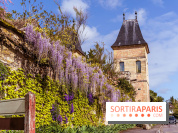Village de Medan dans les Yvelines -  château de Medan - glycine