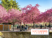 Les pommiers et cerisiers en fleurs du Jardin de Reuilly, Parc de Reuilly à Paris 12e - photos  - table pique nique 