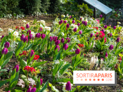Le Parc de Bagatelle au printemps, cerisier, tulipes et jonquilles - photos - A7C00660