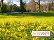 Le Parc de Bagatelle au printemps, cerisier, tulipes et jonquilles - photos - A7C00715