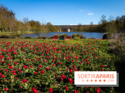 Les tulipes du Château de Dampierre, son jardin anglais et le jardin Le Nôtre - IMG 2850