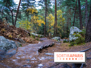Journée internationale des forêts 2024 : des visites guidées gratuites en forêt de Fontainebleau