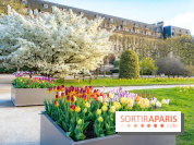 Cerisier du Japon Shirotae du Jardin des Plantes : l'arbre remarquable au blanc éclatant en fleurs