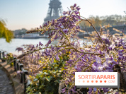 Où voir des glycines en fleurs à Paris