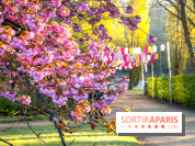 Hanami au Parc de Sceaux 2022, la fête des cerisiers en fleurs