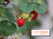 Les cueillettes de fruits, légumes et fleurs autour de Paris