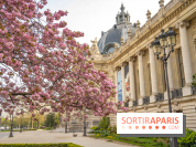 Visuel Paris arbres en fleurs, jardins, parc Petit Palais