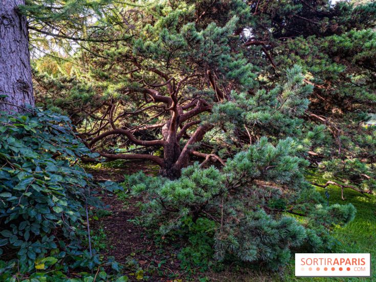 Le Jardin Alpin caché du Jardin des Plantes