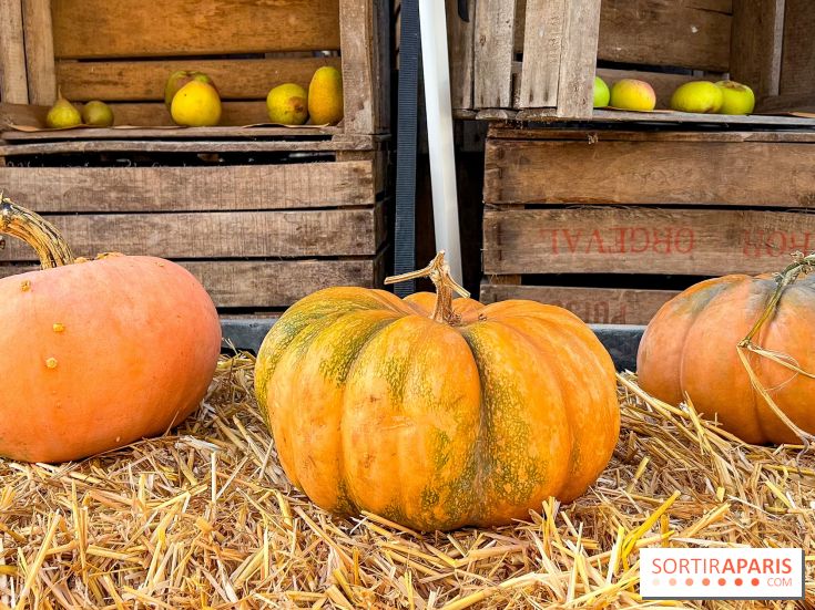 Automne au Potager du Roi - Citrouilles - Halloween