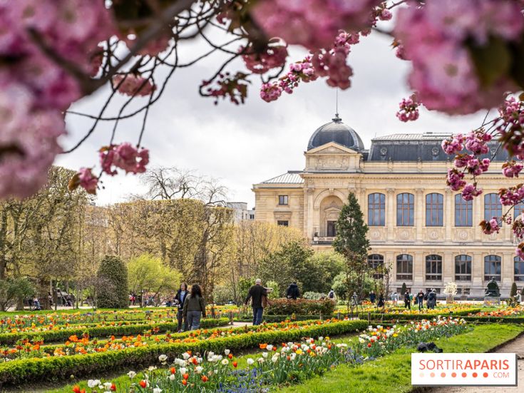 Visuel Paris 5e -  jardin des plantes - museum - printemps - cerisiers