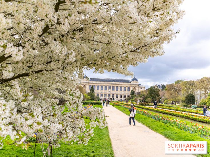 Visuel Paris 5e - jardin des plantes  - printemps - cerisiers