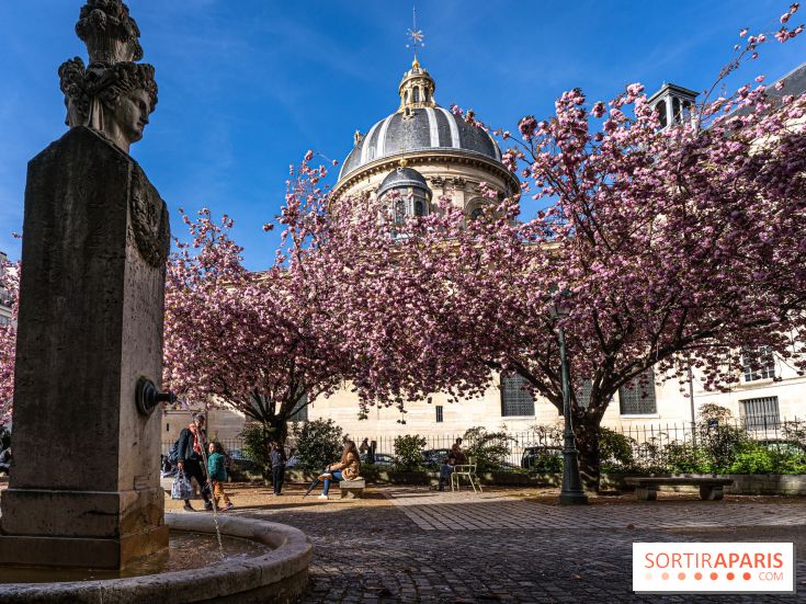 Square Gabriel Pierné à Paris - cerisiers en fleurs -  A7C0345