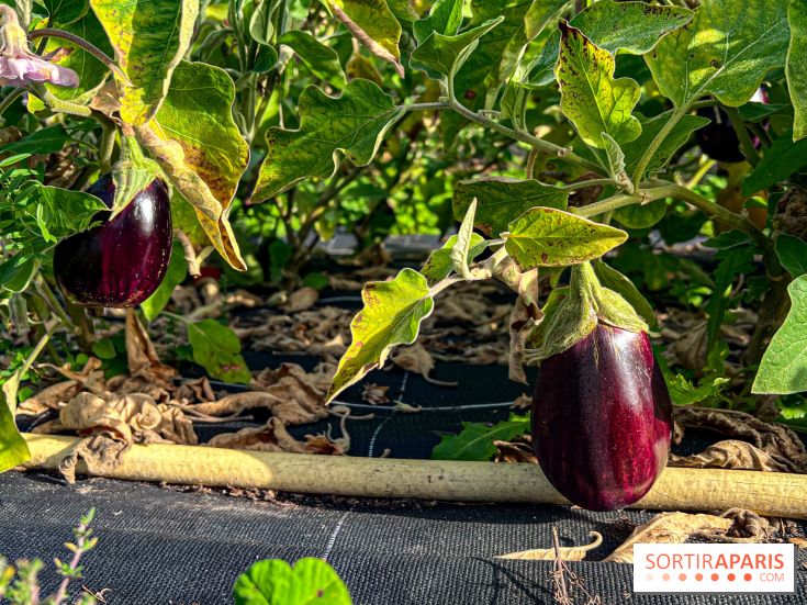 Les Saveurs du Potager du Roi à Versailles : marché de fruits & légumes, expositions et animations
