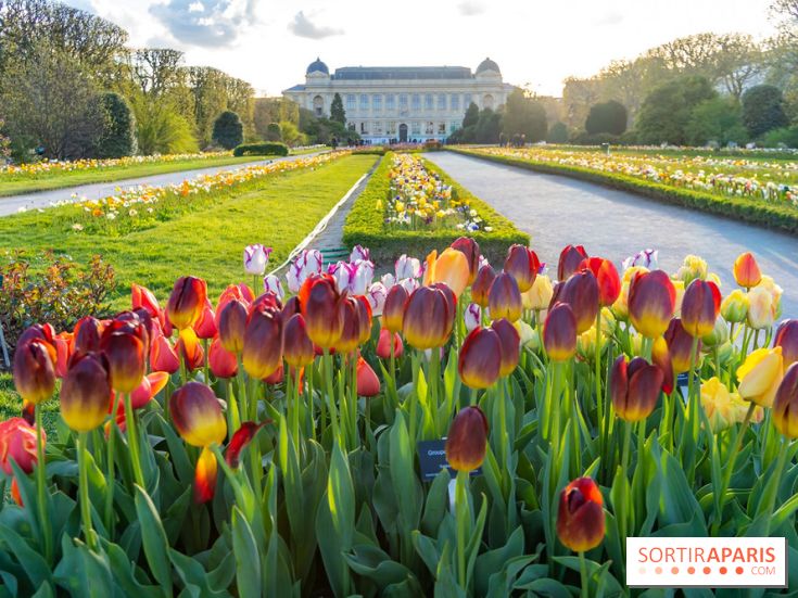 Les floraisons exceptionnelles du Jardin des Plantes 2026 : tulipes, coquelicots et cerisiers - photos