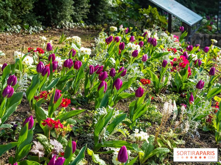 Le Parc de Bagatelle au printemps, cerisier, tulipes et jonquilles - photos - A7C00660