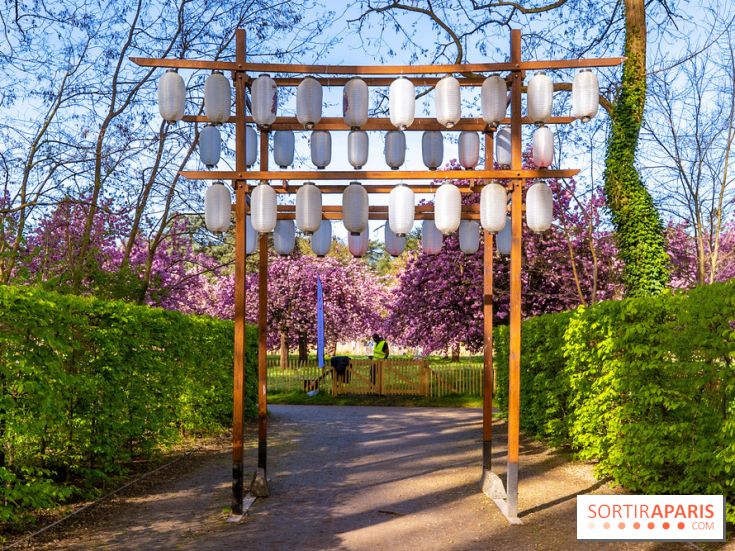 Hanami au Parc de Sceaux 2026, les cerisiers en fleurs et ses  animations - A7C01616 HDR