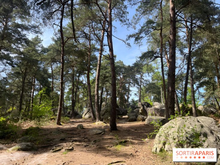 Escalade en Forêt de Fontainebleau - nos photos