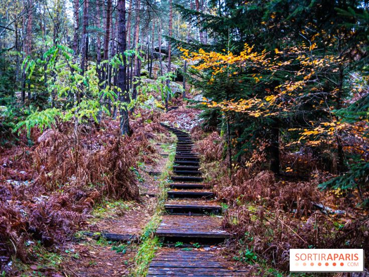 Journée internationale des forêts 2025 : des visites guidées gratuites en forêt de Fontainebleau