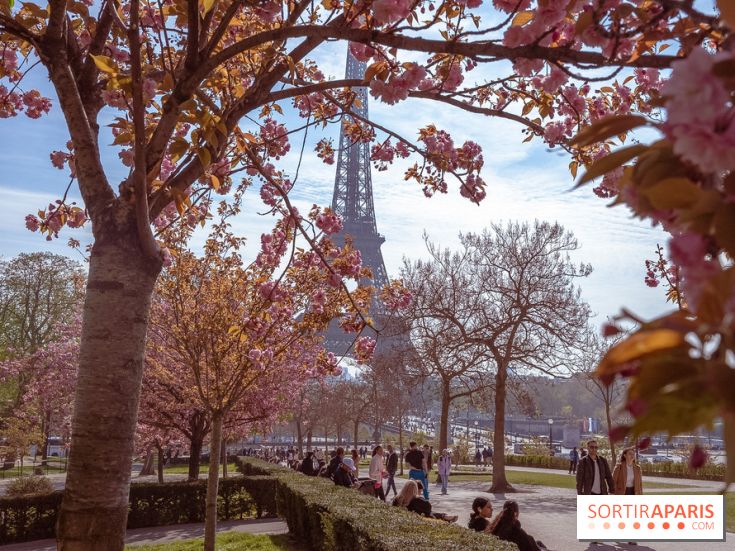 Les cerisiers du Trocadéro fleurissent avec de l'avance en ce printemps 2026