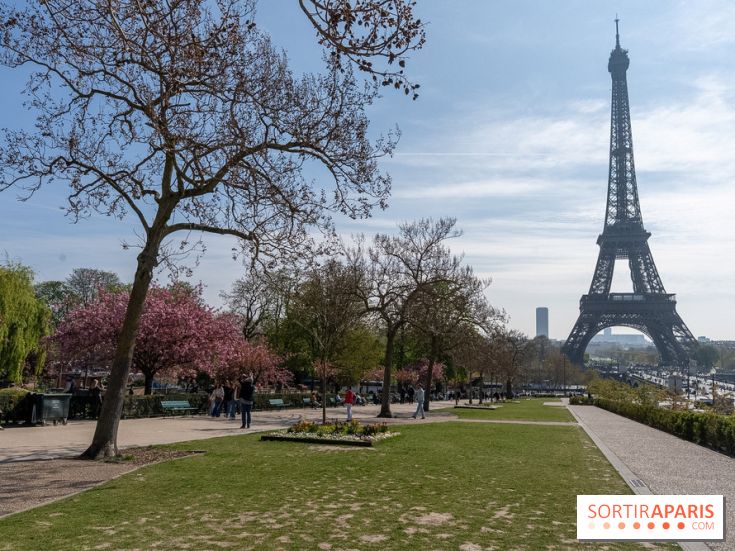 Les cerisiers du Trocadéro fleurissent avec de l'avance en ce printemps 2026