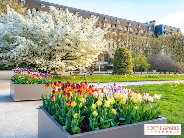 Cerisier du Japon Shirotae du Jardin des Plantes : l'arbre remarquable au blanc éclatant en fleurs