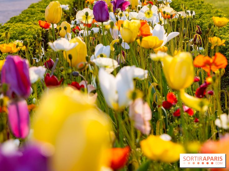 Où voir des tulipes à Paris ?