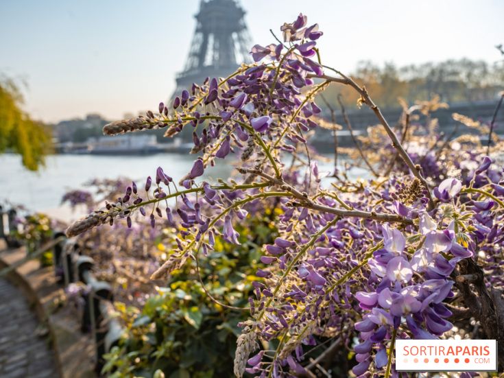 Où voir des glycines en fleurs à Paris