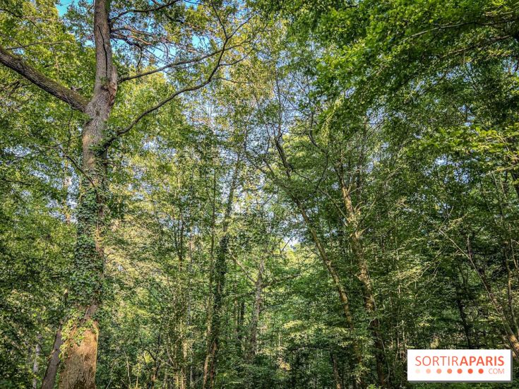 Les Nuits des Forêts 2023 en Seine-Saint-Denis (93) : Le programme
