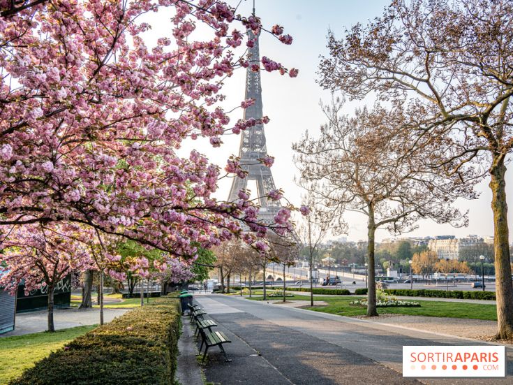 Visuel Paris Tour Eiffel cerisiers en fleurs