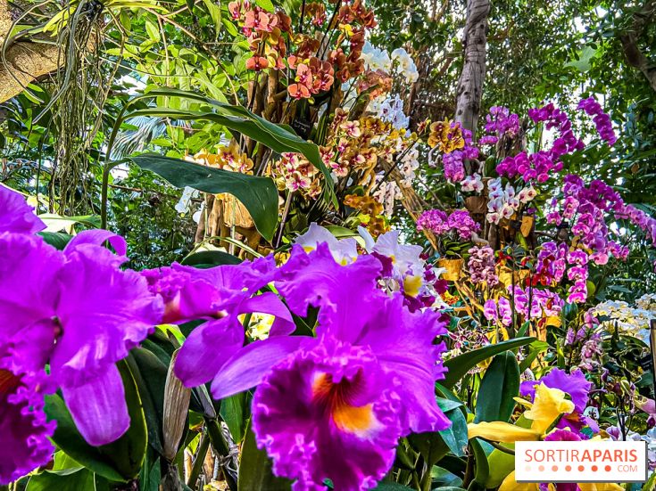 Exposition Mille et une Orchidées 2020 au Jardin des Plantes - les photos