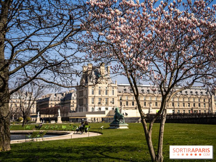 Cerisiers en fleurs à paris et aux alentours - Jardins des Tuileries - magnolias