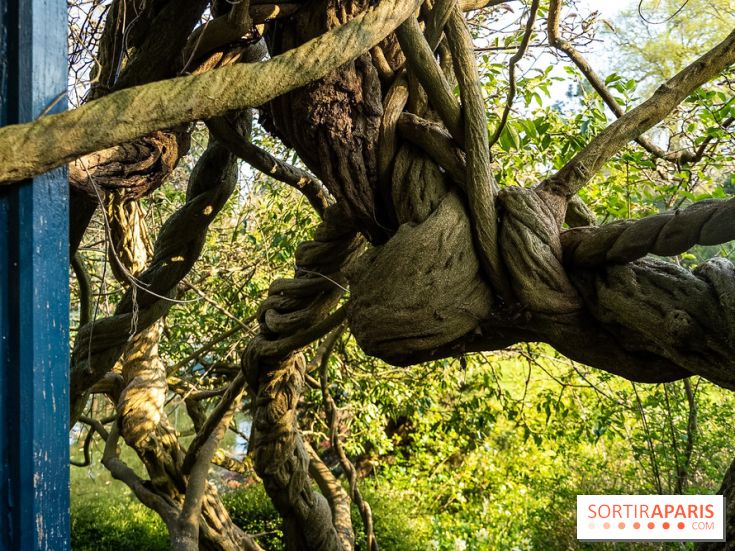 Arboretum de la Vallée-aux-Loups, une balade au milieu des arbres remarquables