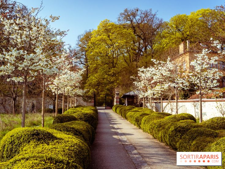 Arboretum de la Vallée-aux-Loups, une balade au milieu des arbres remarquables