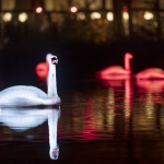 Annonce Lumières en Seine 2022