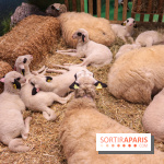 Salon de l'agriculture 2023 - (1)