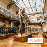 Le mammouth de Durfort restauré au Muséum national d’Histoire naturelle -  A7C7410