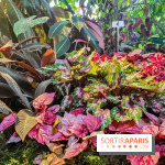 Automne Tropical 2023