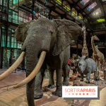 Grande Galerie de l'évolution- visuels 2024 - image00062