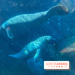 Zoo de Vincennes, Parc zoologique 2024 - lamantins