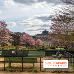 Les magnolias du Jardin du Palais Royal